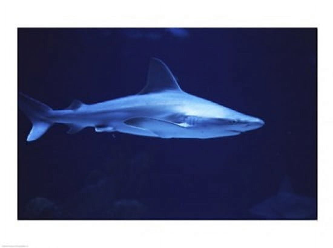 Sandbar Shark Albuquerque Aquarium Albuquerque New Mexico USA Canvas Art - (24 x 18)