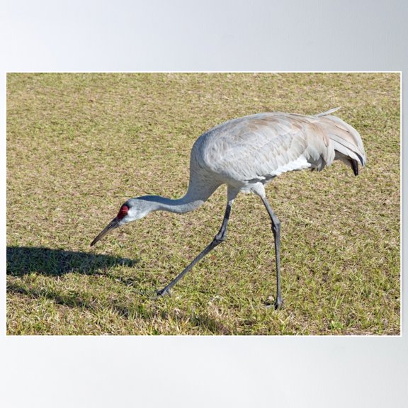 Sandcrane Poster Wall Art Modern Wall Decor For Living Room Bedroom