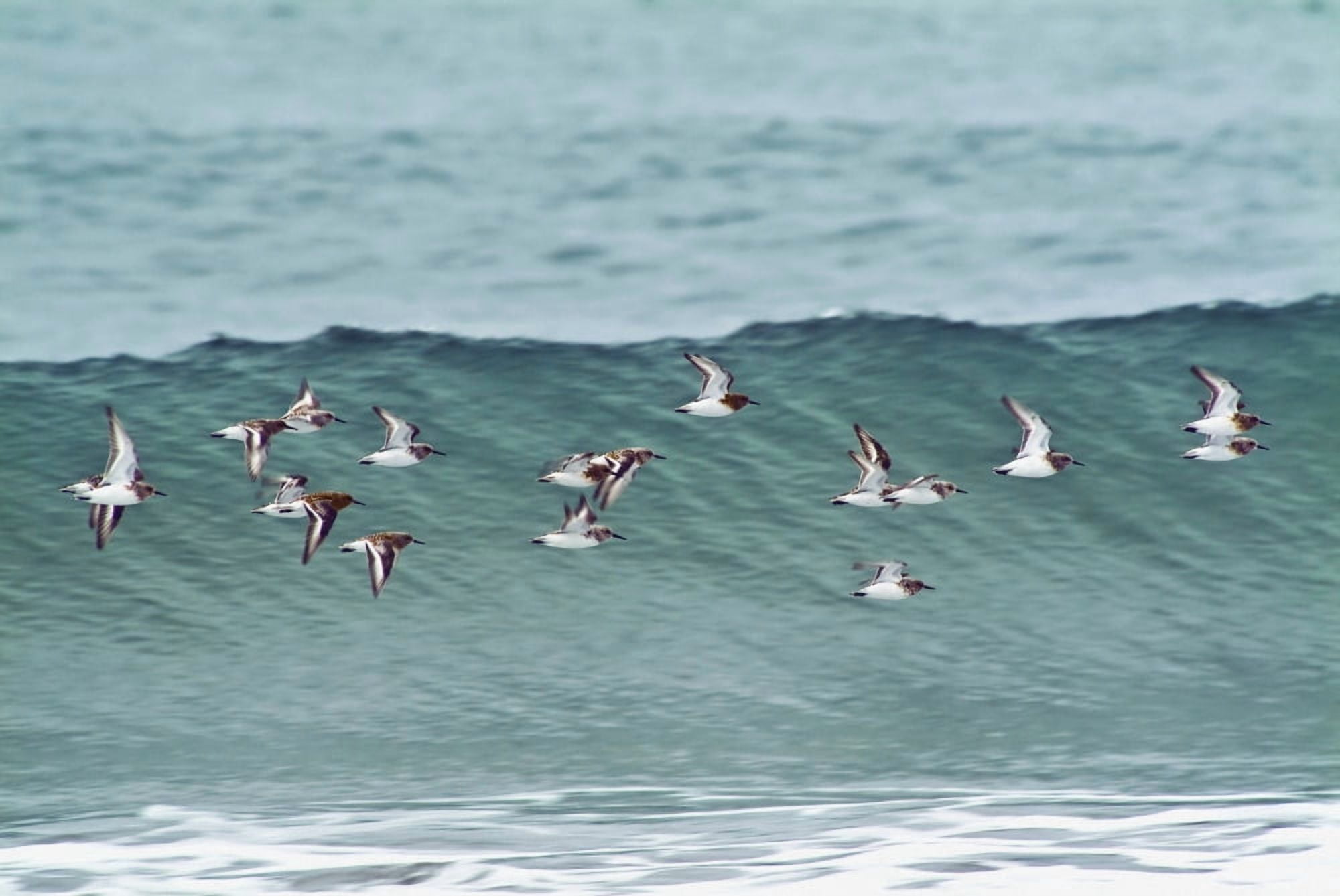 Sanderling In Flight Over Ocean Waves Near Middleton Island In The Gulf Of Alaska Southcentral During Spring Canvas Art - Brian Guzzetti Design Pics (19 x 12)