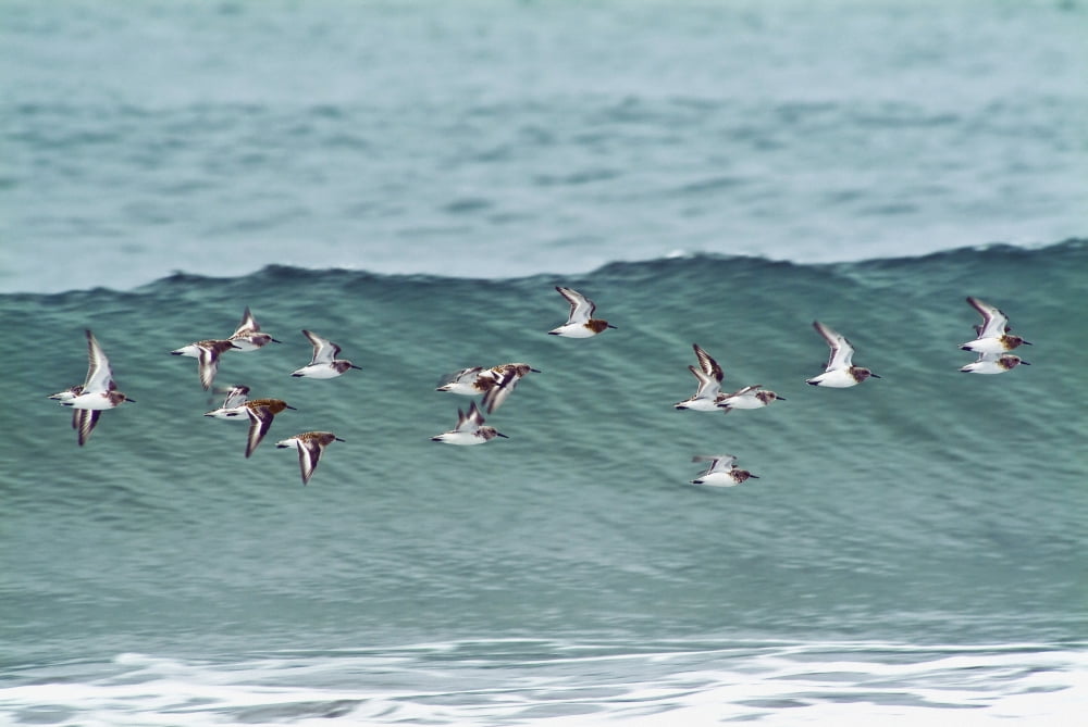 Sanderling In Flight Over Ocean Waves Near Middleton Island In The Gulf Of Alaska Southcentral During Spring Canvas Art - Brian Guzzetti Design Pics (38 x 24)