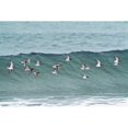 thumbnail image 1 of Sanderling In Flight Over Ocean Waves Near Middleton Island In The Gulf Of Alaska Southcentral During Spring, 1 of 3