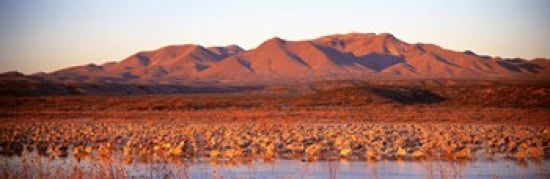 Sandhill Crane Bosque Del Apache New Mexico USA Canvas Art - Panoramic Images (18 x 6)
