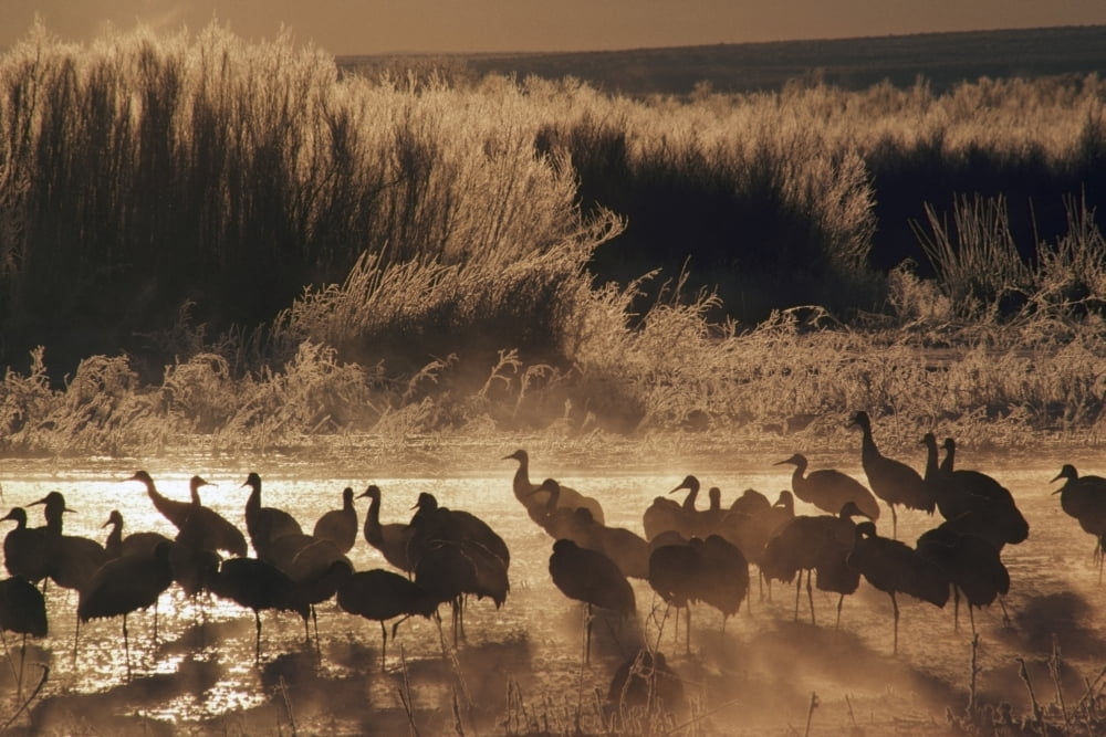 Sandhill Crane (Grus Canadensis) Flock On Pond Bosque Del Apache National Wildlife Refuge New Mexico Usa Canvas Art - David Ponton Design Pics (19 x 12)