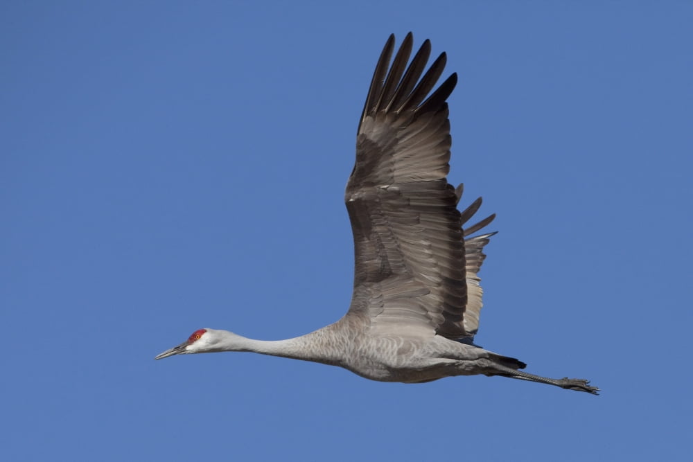 Sandhill Crane In Flight Over The Matanuska-Susitna Valley Near Palmer Southcentral Alaska Spring Canvas Art - Doug Lindstrand Design Pics (19 x 12)