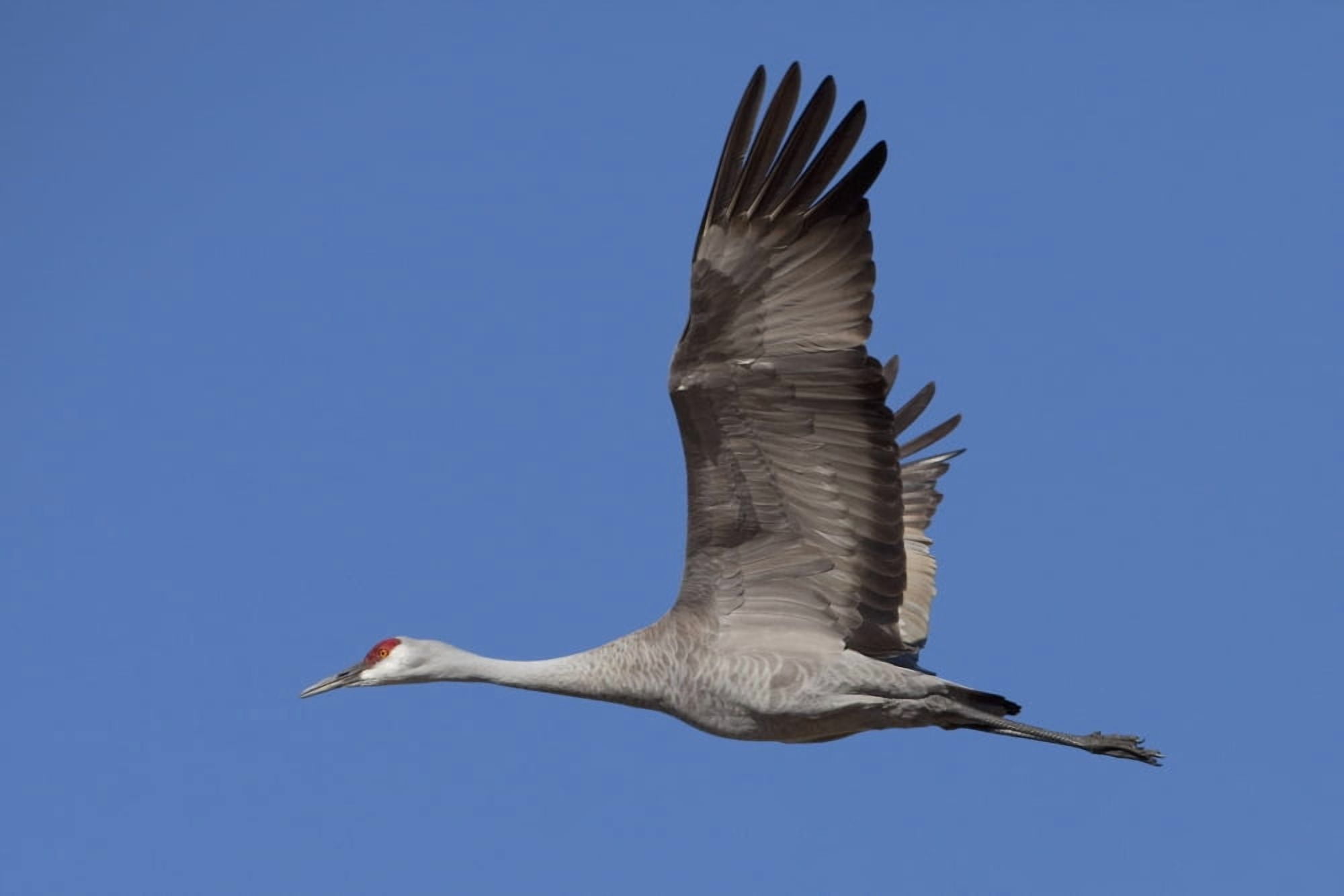 Sandhill Crane In Flight Over The Matanuska-Susitna Valley Near Palmer Southcentral Alaska Spring Canvas Art - Doug Lindstrand Design Pics (38 x 24)