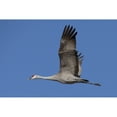 thumbnail image 1 of Sandhill Crane In Flight Over The Matanuska-Susitna Valley Near Palmer Southcentral Alaska Spring Print, 1 of 3