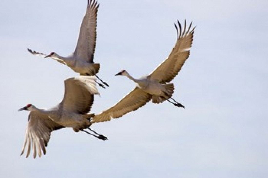 Sandhill Cranes In Flight Canvas Art - Panoramic Images (18 x 12)