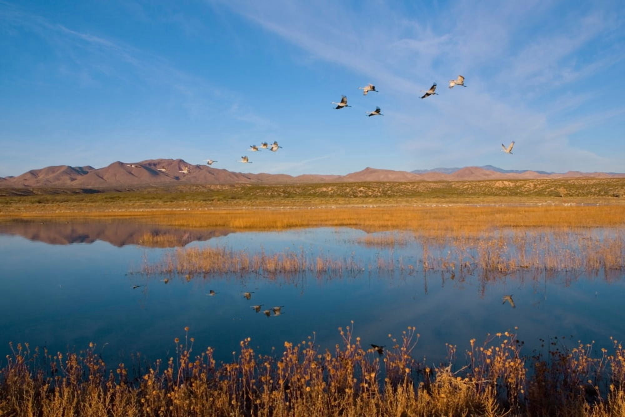 Sandhill Cranes In Flight Canvas Art - Panoramic Images (36 x 12)