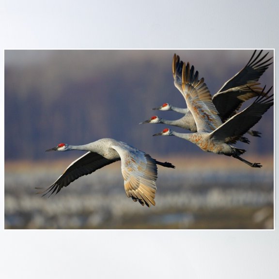 Sandhill Cranes In Flight Poster Wall Art, Modern Wall Decor For Living Room Bedroom, 8x12 UNFRAMED