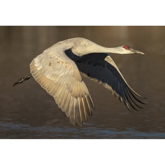 Sandhill crane flying Bosque del Apache National Wildlife Refuge Mexico USA Poster Print by Maresa Pryor