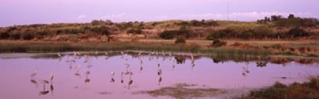 Sandhill cranes (Grus canadensis) in a pond at a celery field Sarasota Sarasota County Florida USA Canvas Art - Panoramic Images (36 x 12)