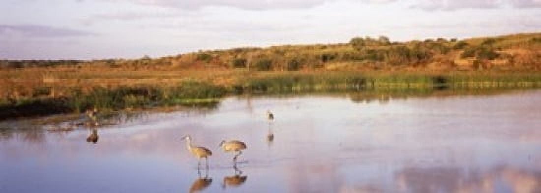 Sandhill cranes (Grus canadensis) in a pond at a celery field Sarasota Sarasota County Florida USA Canvas Art - Panoramic Images (36 x 13)
