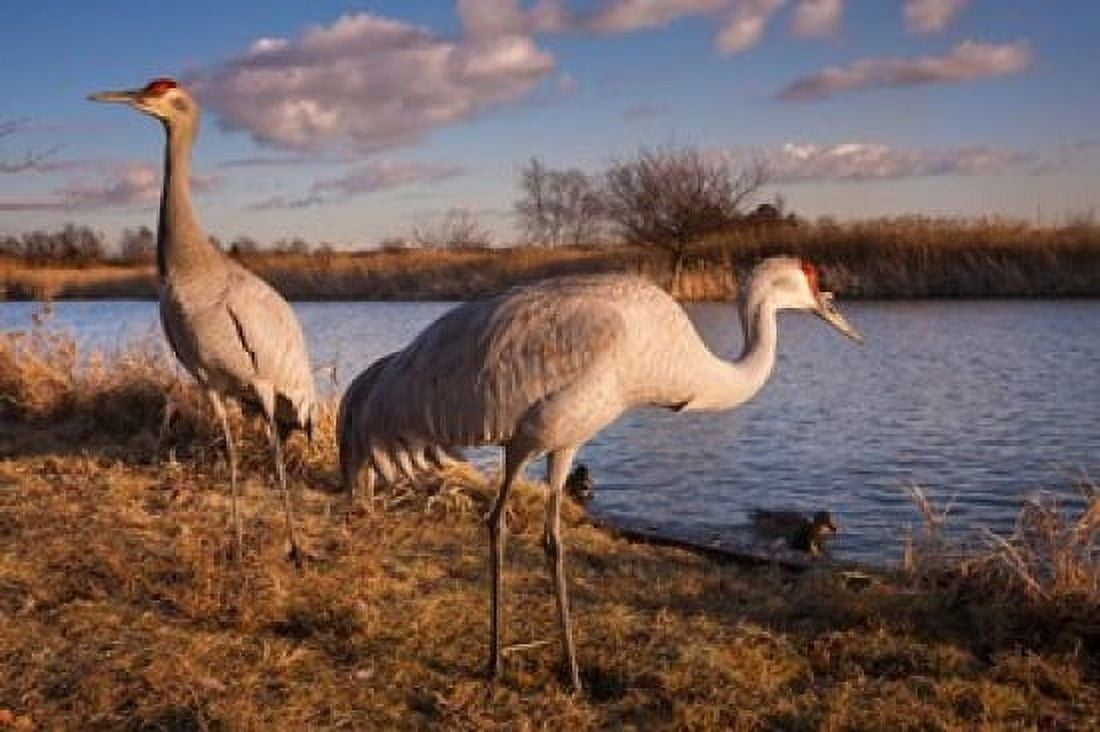 Sandhill cranes Migratory Bird Sanctuary British Columbia Canada Canvas Art - Art Wolfe DanitaDelimont (26 x 18)