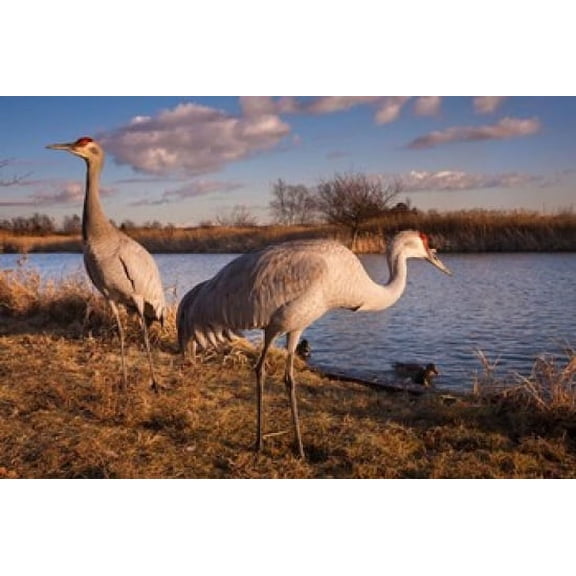 Sandhill cranes Migratory Bird Sanctuary British Columbia Canada Canvas Art - Art Wolfe DanitaDelimont (26 x 18)