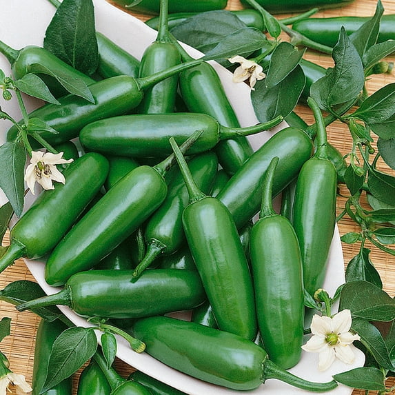 Sandoval F1 Hybrid Hot Pepper Seeds - 4 Oz ~16000 Seeds - Non-GMO, F1 Hybrid - Vegetable Garden - Capsicum annuum