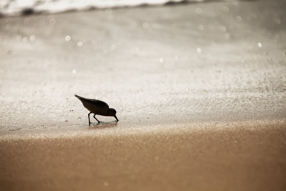 Sandpiper (Scolopacidae) drinking from the surf along Barking Sands Kekaha Kauai Hawaii United States of America Canvas Art - Ian Ludwig Design Pics (19 x 12)