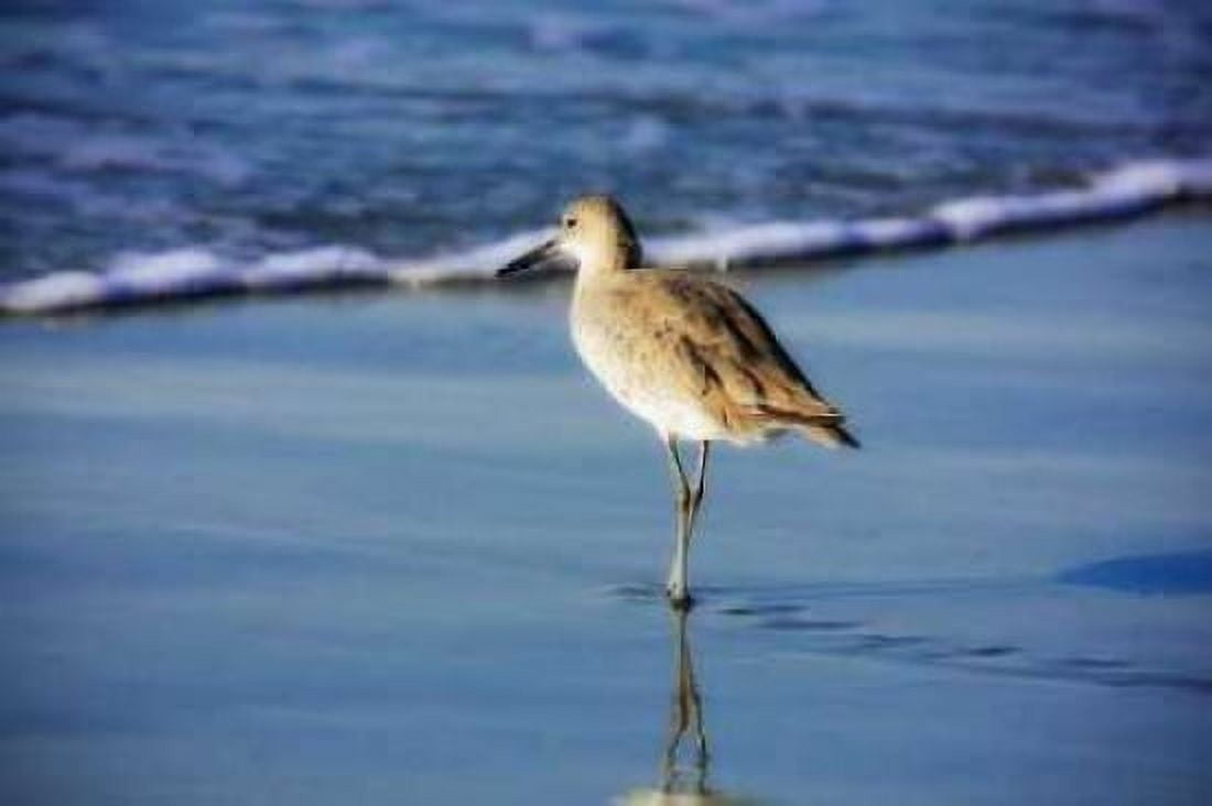Sandpiper in the Surf I Canvas Art - Alan Hausenflock (24 x 36)