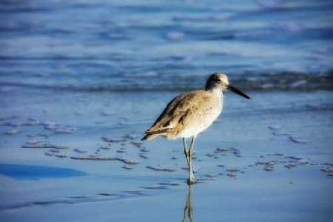 Sandpiper in the Surf II Canvas Art - Alan Hausenflock (12 x 18)
