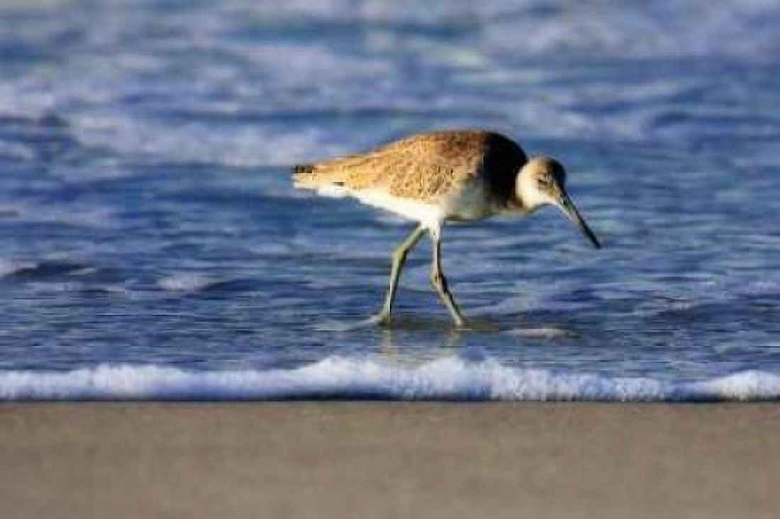 Sandpiper in the Surf IV Canvas Art - Alan Hausenflock (24 x 36)