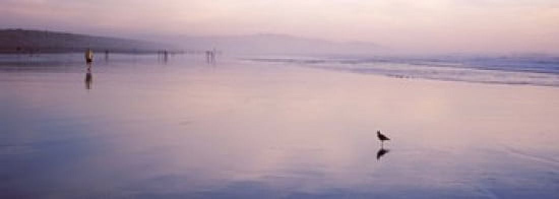 Sandpiper on the beach San Francisco California USA Canvas Art - Panoramic Images (18 x 7)