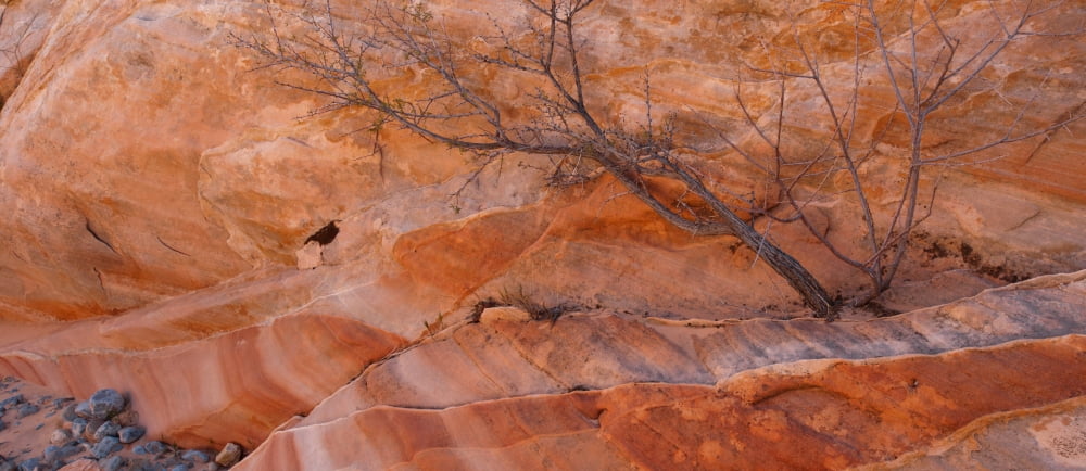 Sandstone patterns Valley of Fire State Park Nevada USA Canvas Art - Panoramic Images (6 x 15)