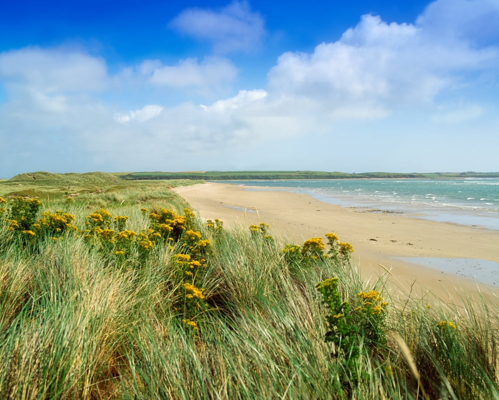 Sandunes At Fethard Co Wexford Ireland Canvas Art - The Irish Image Collection Design Pics (17 x 13)