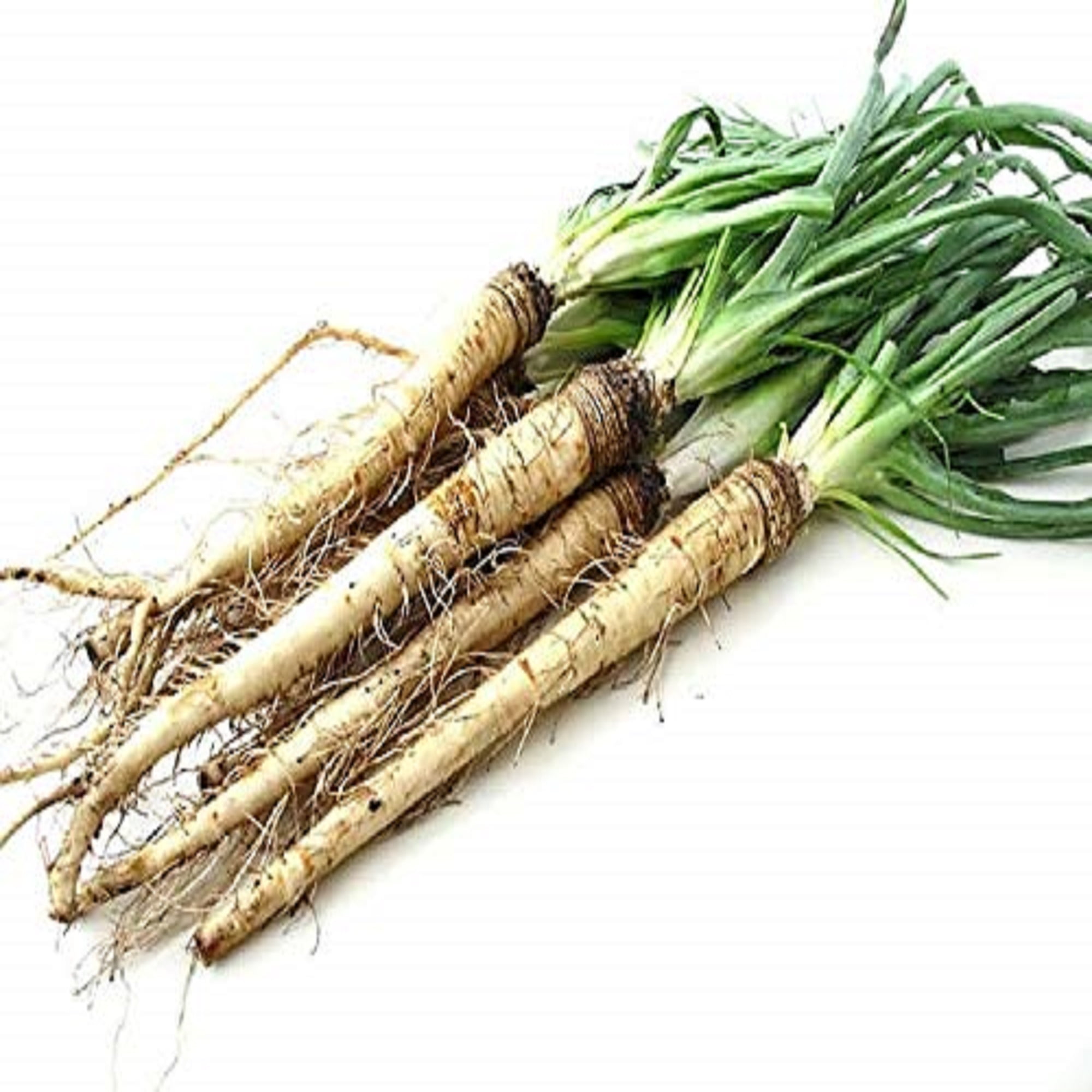 Sandwich Island Salsify Seeds - 100 Count Seed Pack- Non-GMO - an ...