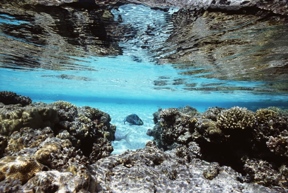 Sandy Lagoon And Reef Reflected In Calm Sea Canvas Art - Alex Misiewicz Design Pics (34 x 22)