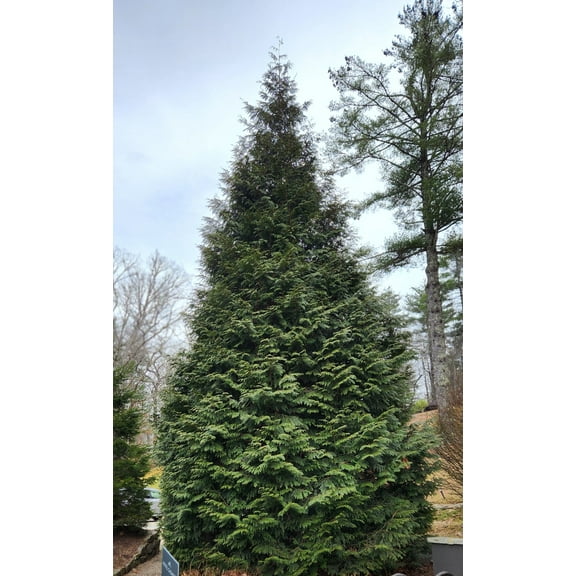 Thuja Green Giant Arborvitae 3 inch deep pot, 12+ inches Tall, Lot of 30