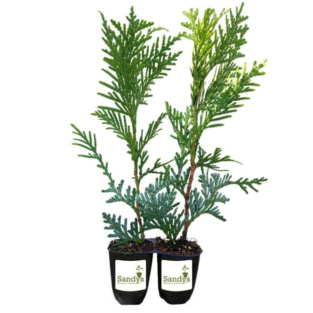 Thuja Green Giant Arborvitae Tree Starter Plant, Lot of 2