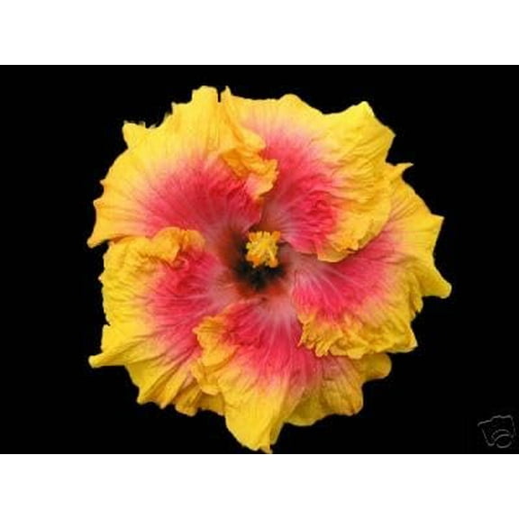 Sandys Nursery Online Hibiscus Cajun Color Bienvenue