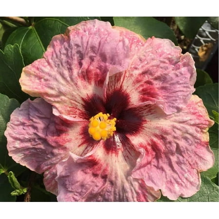 Sandys Nursery Online Hibiscus Cajun Color Fire and Ice, Starter Plant
