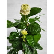Jasmine Sambac "Grand Duke of Tuscany" 4 inch pot