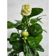 thumbnail image 1 of Jasmine Sambac "Grand Duke of Tuscany" 4 inch pot, 1 of 7