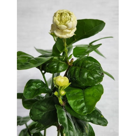Jasmine Sambac "Grand Duke of Tuscany" 4 inch pot