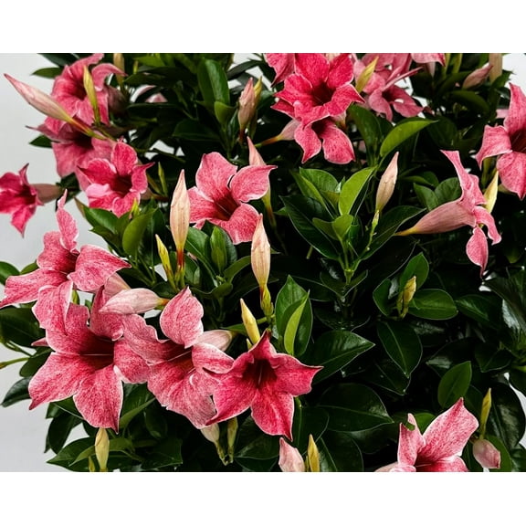 Mandevilla, Mauvelous Pink/Mauve, Starter Plants, Lot of 2