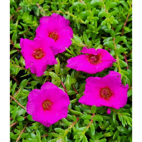 Sandys Nursery Online Portulaca 'Puerto Rican Purslane', Succulent Ground Cover, Starter Plant Lot of 2