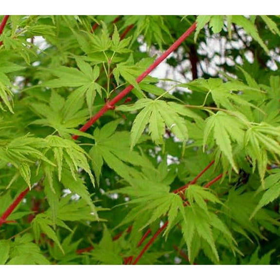 Sango Kaku Coral Bark Japanese Maple Tree - 2-3 Year Graft - ( TG )