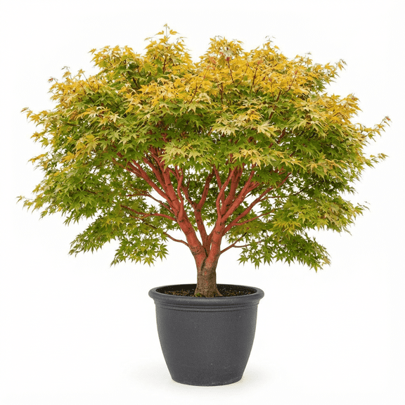 Sango Kaku Japanese Maple Live Deciduous Ornamental Trees with Coral Bark and Green Foliage, 2 Gallon Potted, Set of 2