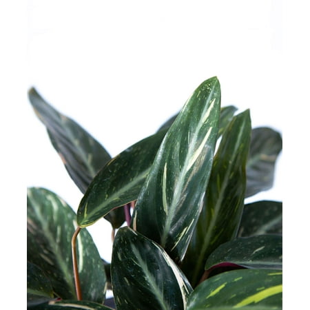 Sanguinea Prayer Plant - Stromanthe 'Sanguinea' - 4" Pot