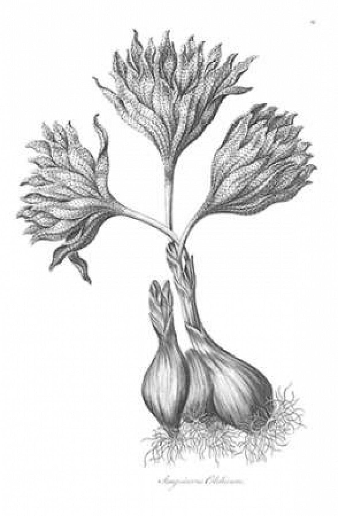 Sanguineous Colchicum Canvas Art - John Hill (12 x 18)