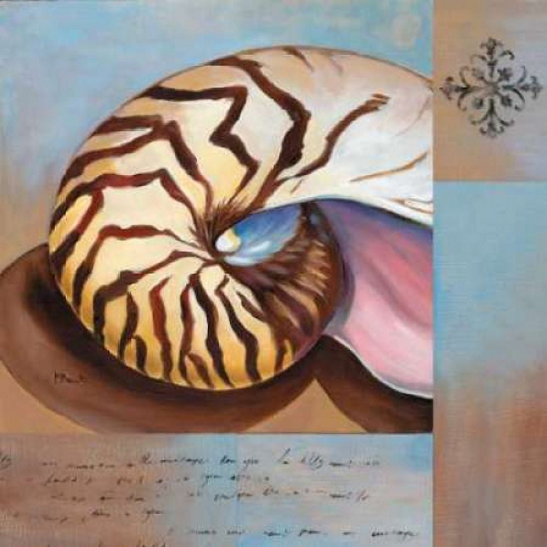 Sanibel Nautilus Canvas Art - Paul Brent (24 x 24)