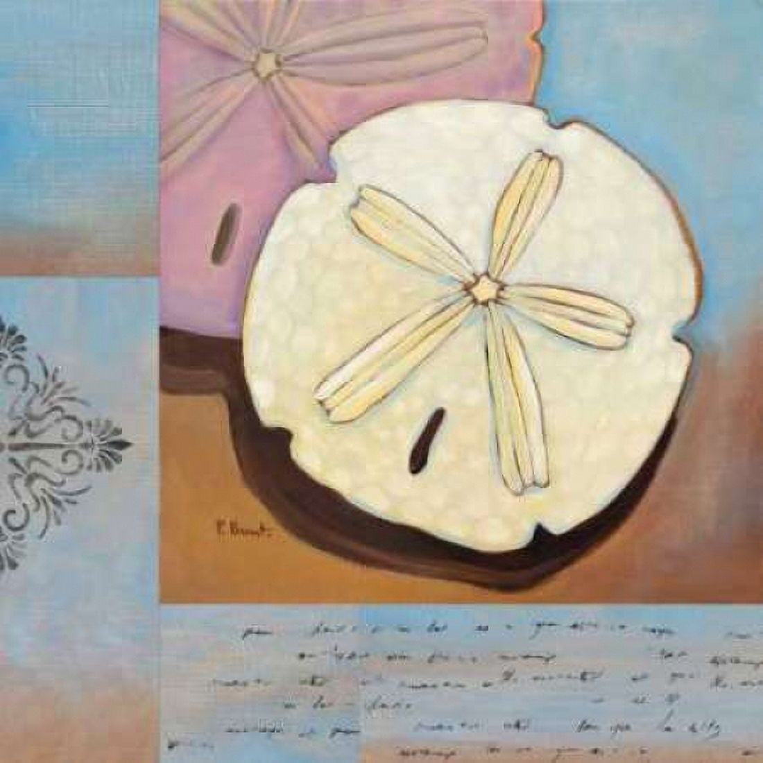 Sanibel Sand Dollar Canvas Art - Paul Brent (24 x 24)