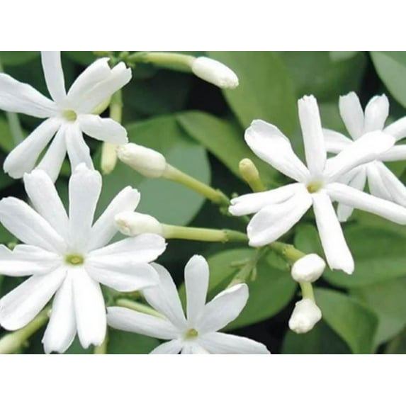 Sannajaji / Nithyamalli Plant