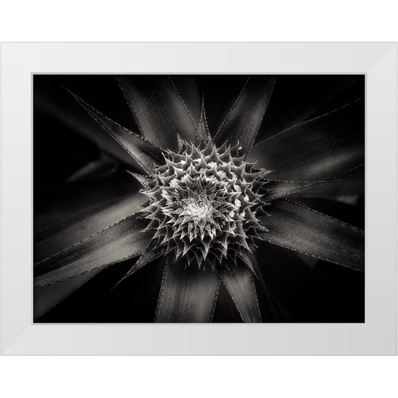 Sannwald, Joerg 14x12 White Modern Wood Framed Museum Art Print Titled - Barbed
