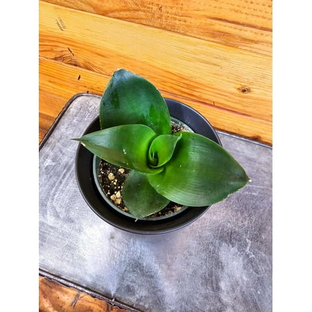 Sansevieria Black Jade Hahnii, 4" Plant, The Plant Farm