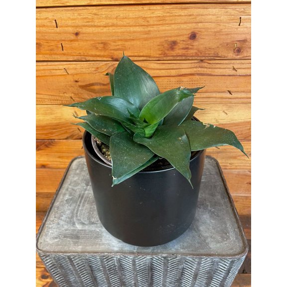 Sansevieria Black Jade Hahnii, 6" Plant