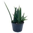thumbnail image 1 of Sansevieria Boncel Cylindrica 6 inch, Starfish snakeplant, Super Filled Beautiful Snake Plant, 1 of 9