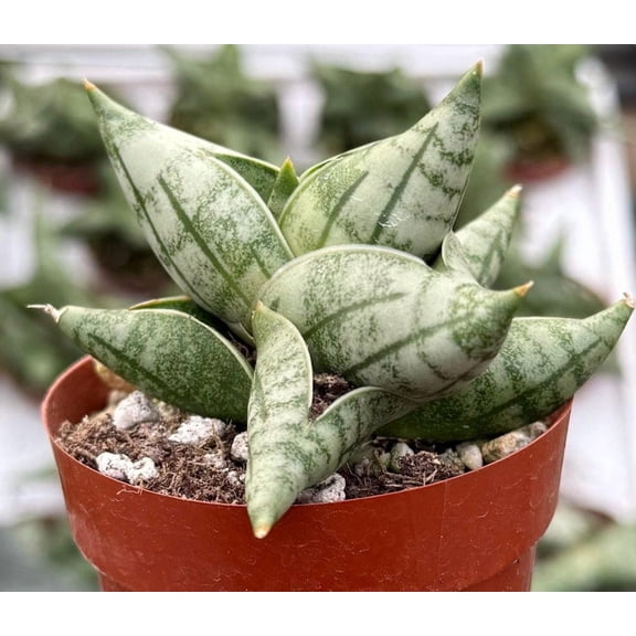 Sansevieria Bonji Live Plant in 2.5" Pot - Rare Snake Plant, Easy Care Indoor Houseplant with Compact Upright Foliage