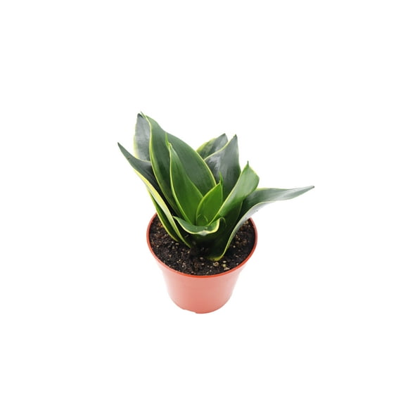 Sansevieria Emerald Star- 4" from California Tropicals